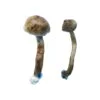 Golden Teacher Magic Mushrooms - Image 3